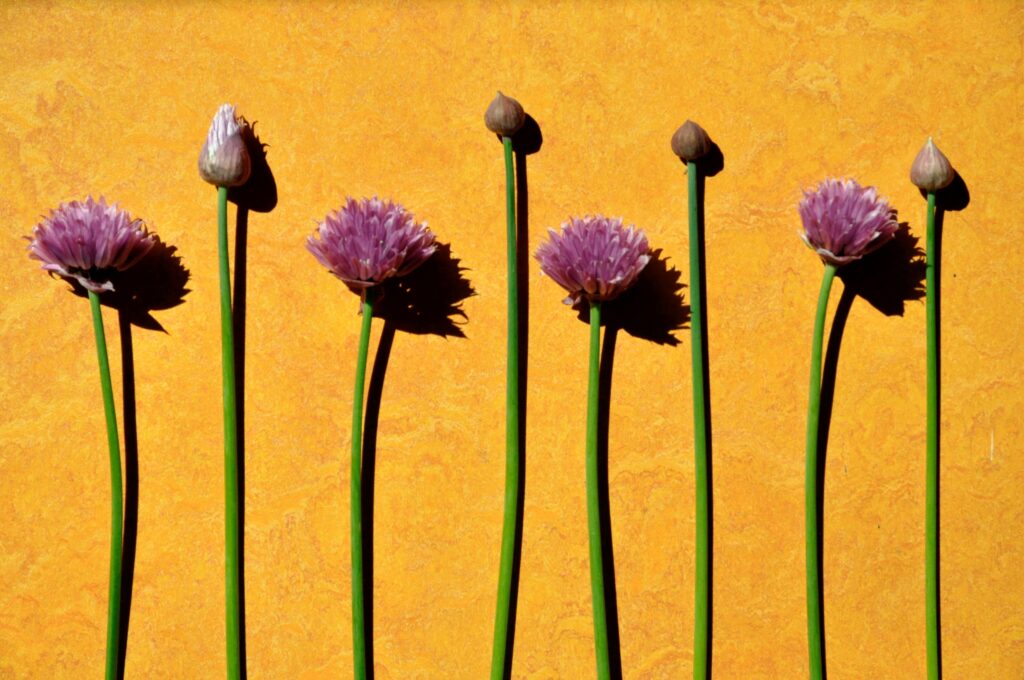 chives flower