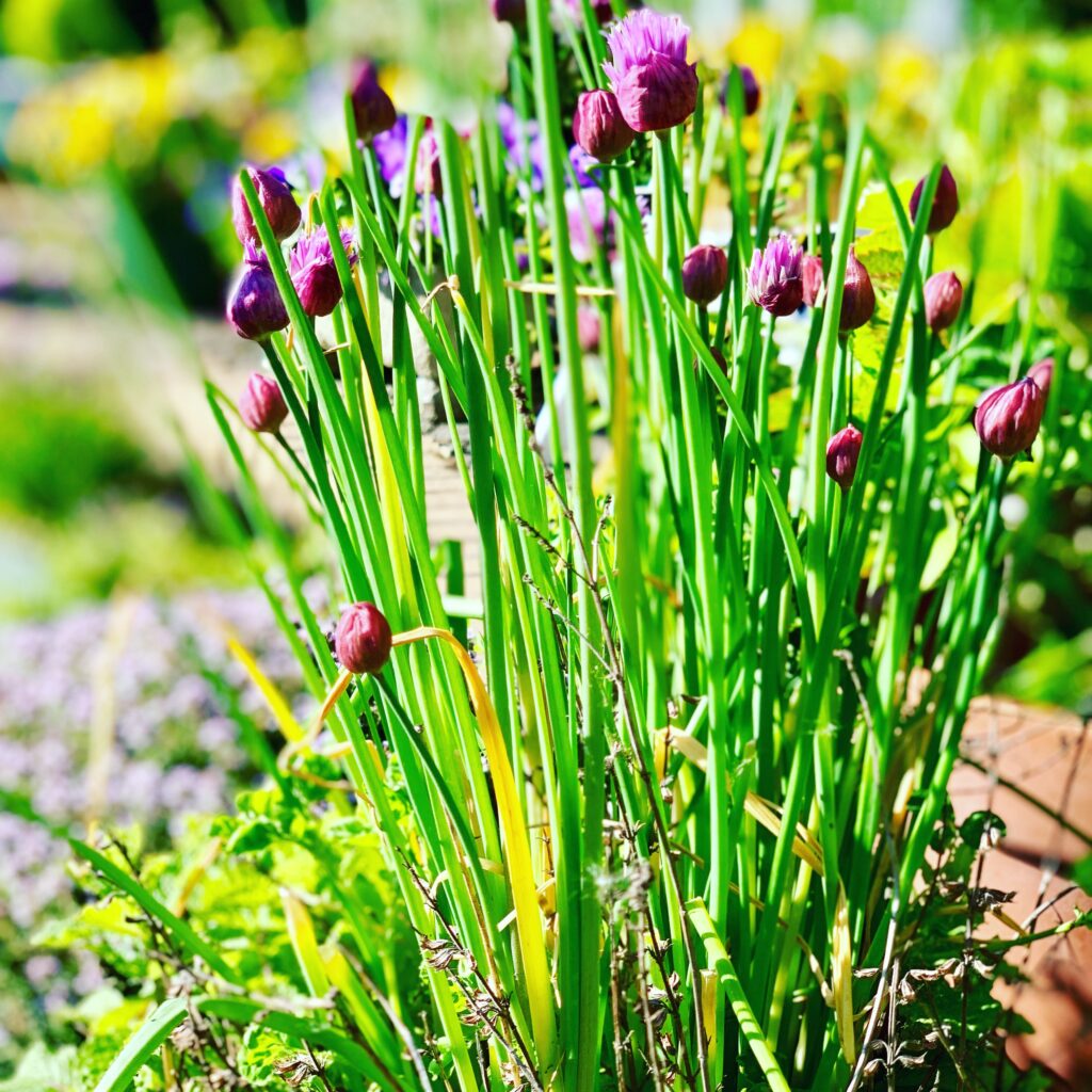 chives garden