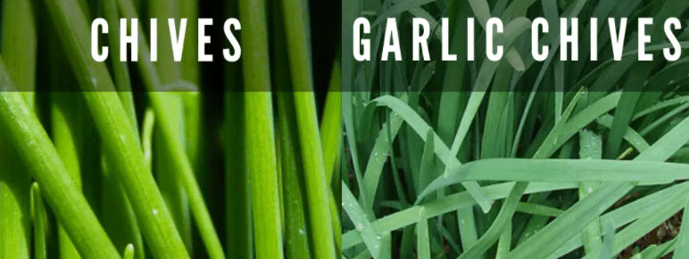 chives vs garlic chives