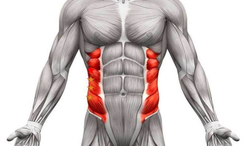 Obliques