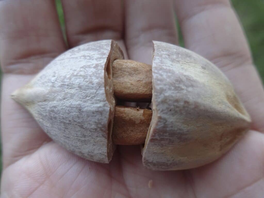 pili nuts in a hand